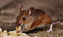24 Hour & Emergency Exterminators in Pahrump, NV